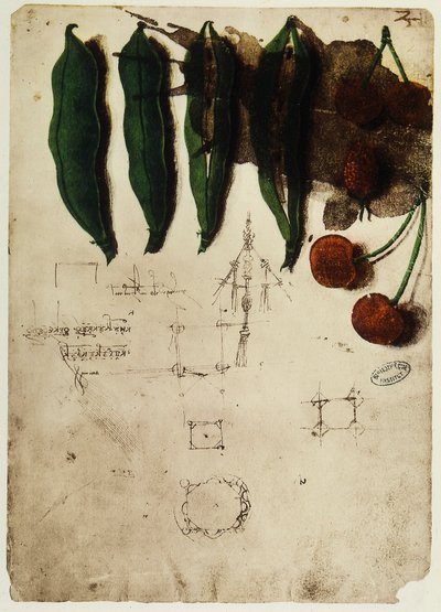 Kirschen und Erbsen: Zeichnung von Leonardo da Vinci, Teil des Codex B (2173), c.2r, aufbewahrt im Institut de France, Paris von Leonardo da Vinci